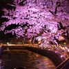 広瀬川の桜ライトアップ３