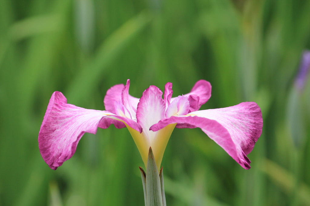 花菖蒲３