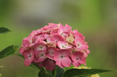 菖蒲園の紫陽花２