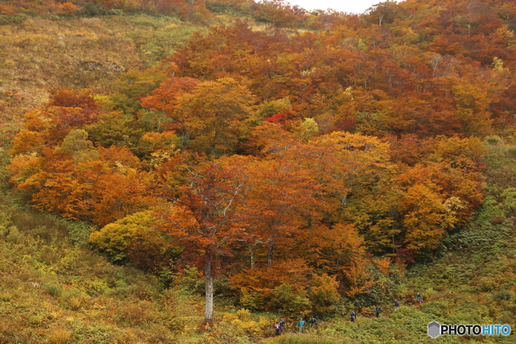 谷川岳の紅葉
