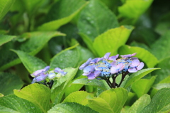 額紫陽花２