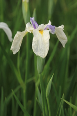 花菖蒲４