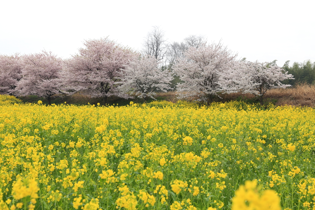 桜と菜の花畑