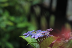 額紫陽花１