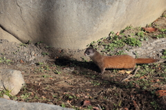 カワセミを襲ったイタチ