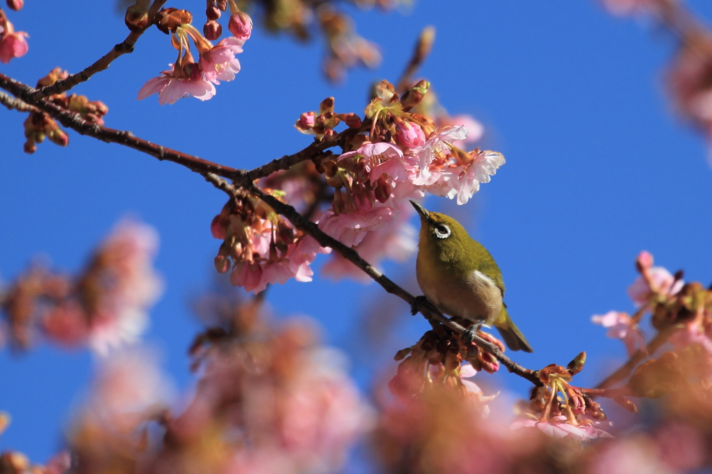 桜よりメジロ・・・