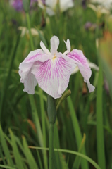 花菖蒲５