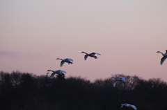 朝焼けの空から飛んできた白鳥たち