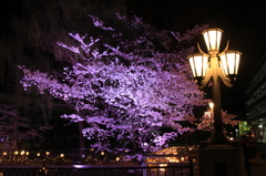 広瀬川の桜ライトアップ５