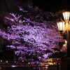 広瀬川の桜ライトアップ５