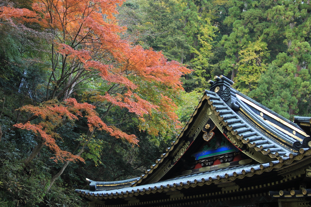 妙義神社の紅葉１