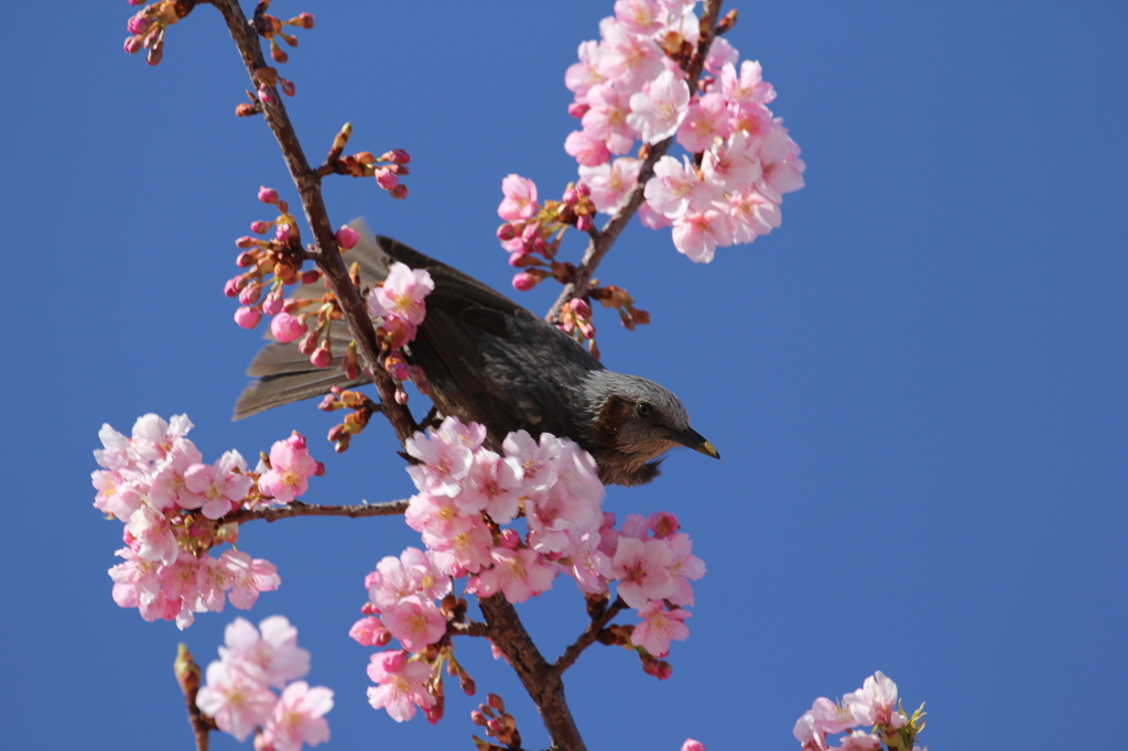 ヒヨドリと河津桜