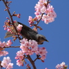 ヒヨドリと河津桜