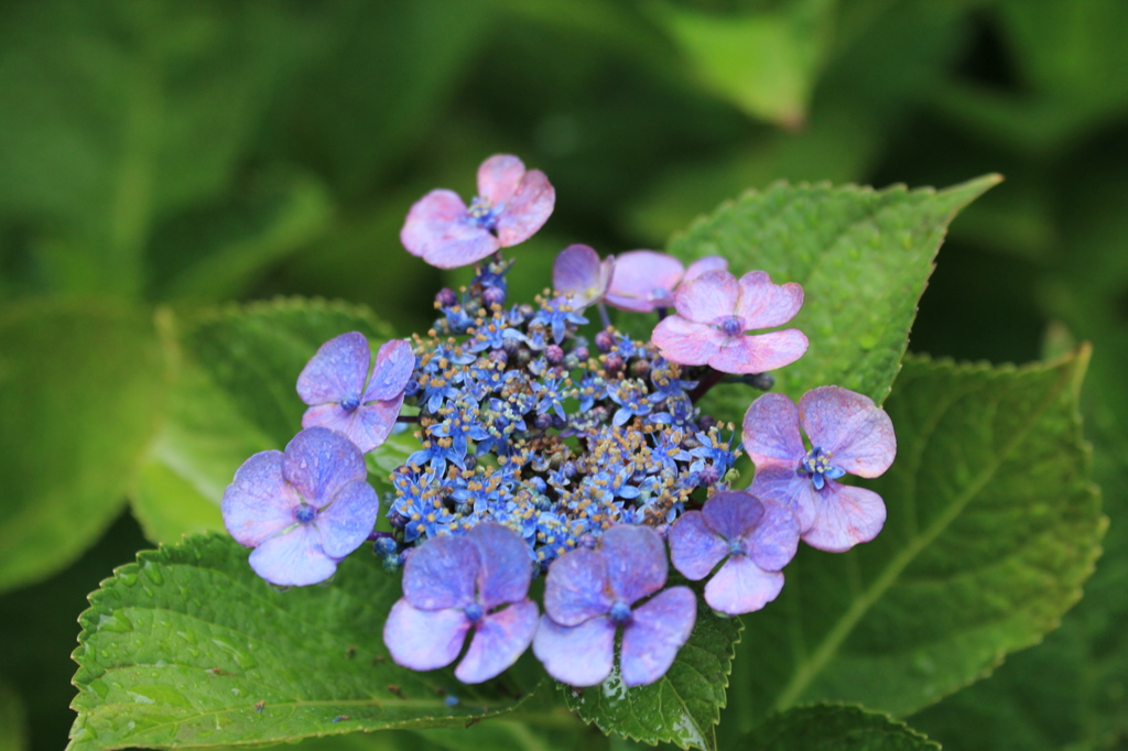 額紫陽花3