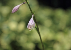 ギボウシの花