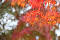 富士吉田の道の駅の紅葉