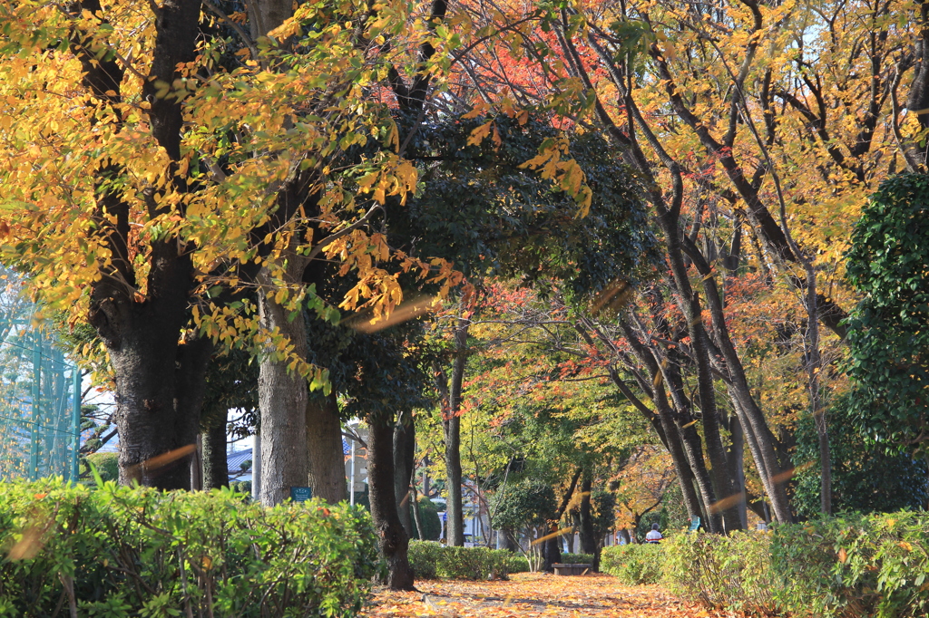 紅葉と降る落ち葉