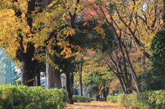 紅葉と降る落ち葉