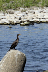 カワウ