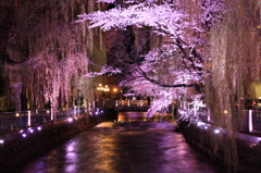 広瀬川の桜ライトアップ１