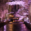 広瀬川の桜ライトアップ１