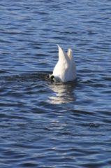 白鳥のシンクロ