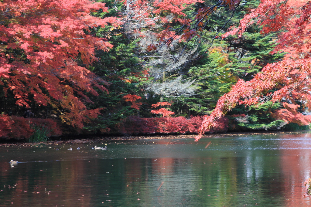 雲場池の紅葉２