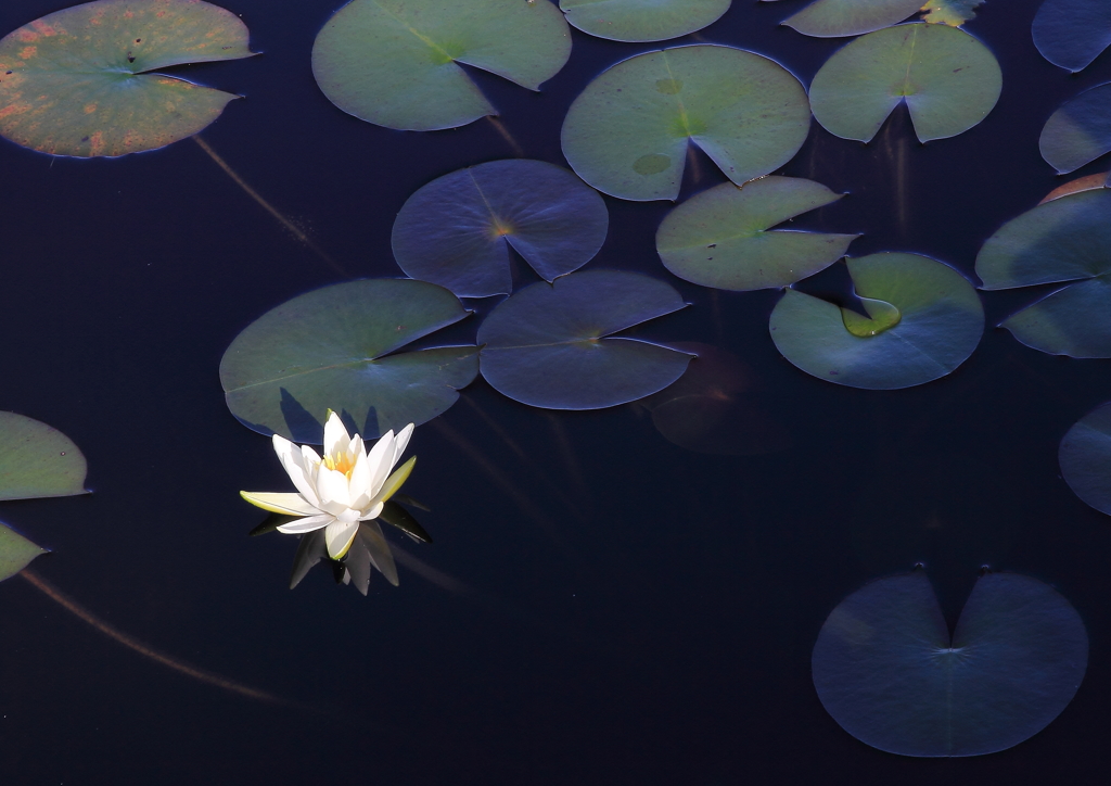 志賀高原９－一沼に咲く花
