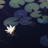 志賀高原９－一沼に咲く花