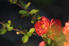 ボケの花－長寿楽