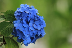 菖蒲園にあった紫陽花１