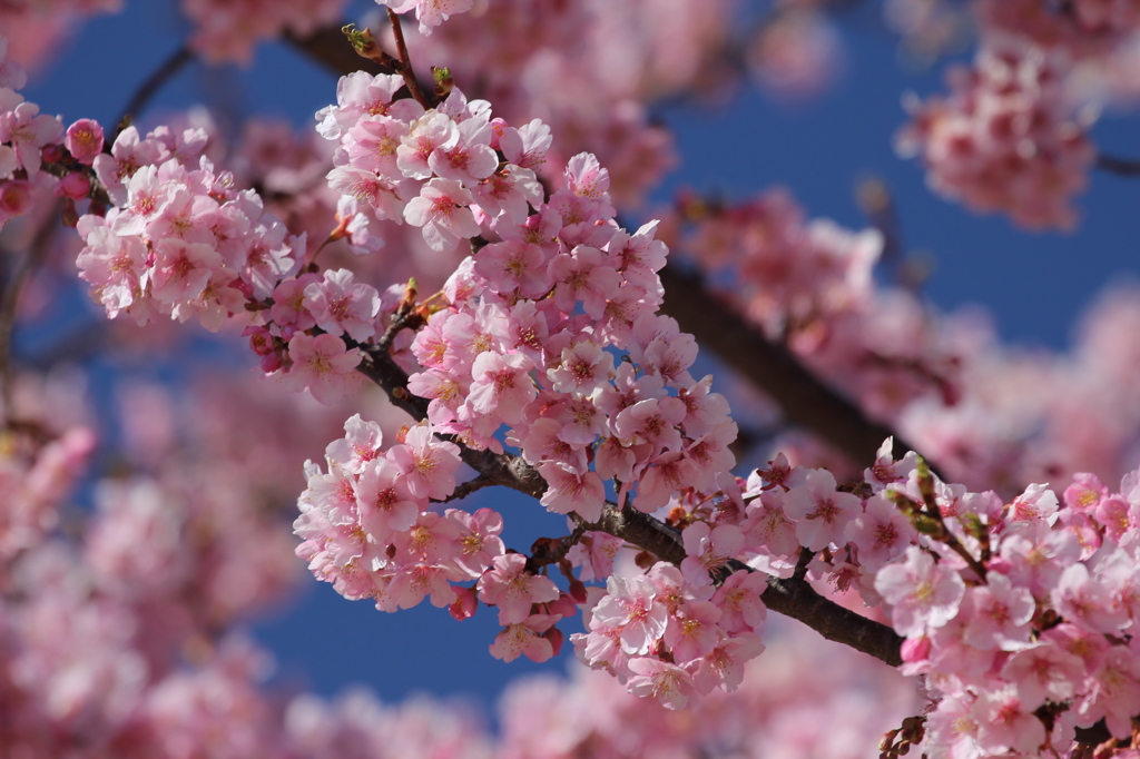 鳥たちを誘う河津桜