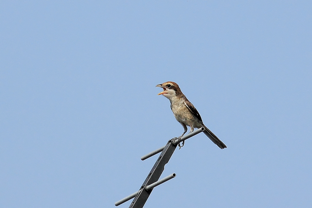 地鳴きしているモズ