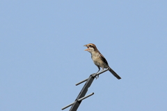 地鳴きしているモズ