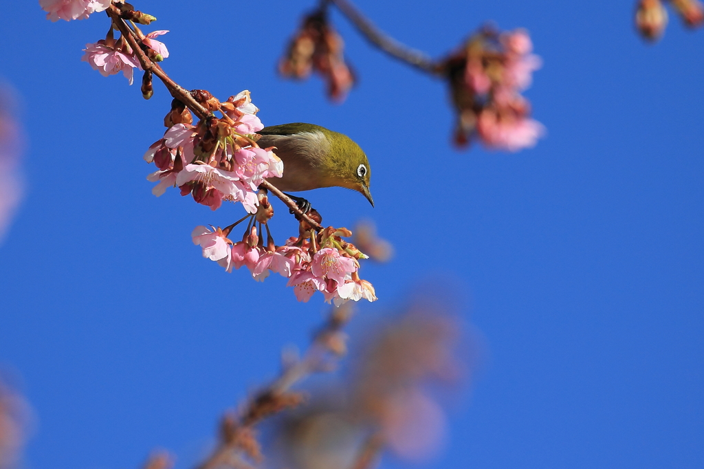河津桜とメジロ