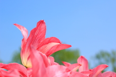 pink-pink