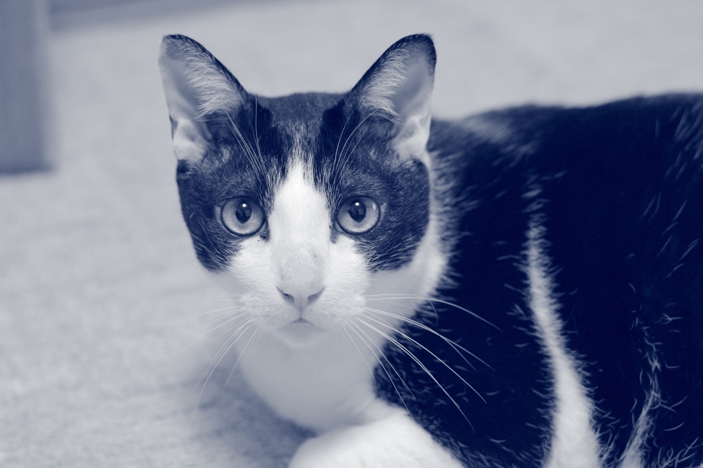 猫殿、見据える。