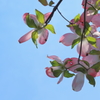 差し込んで、春