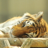 トラディショナル