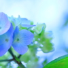 雨上り乙女隊