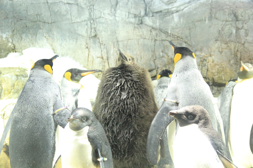 rock-n-roll-penguin
