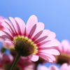 透過烈花