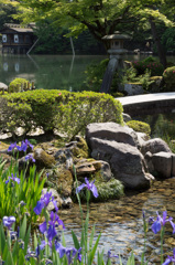 兼六園　ことじ灯篭と杜若