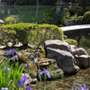 兼六園　ことじ灯篭と杜若