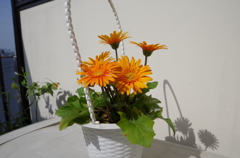 IMGP0461