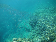 DSCF0454