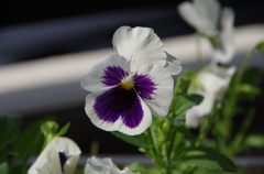 IMGP0470