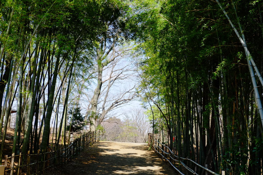 竹林の小道