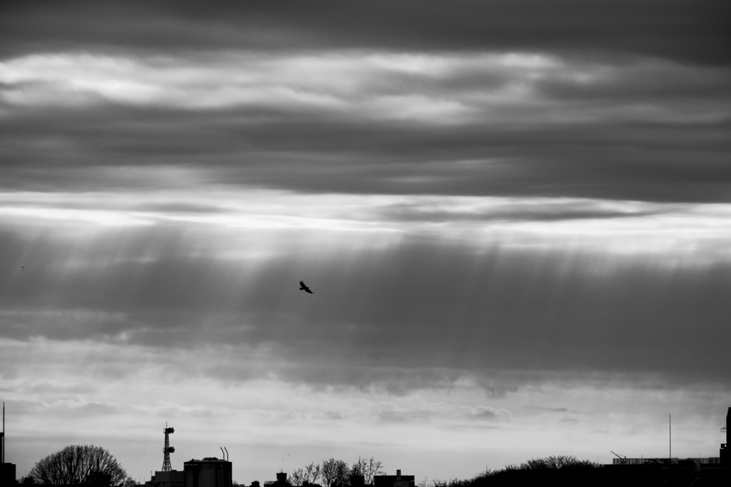 空を舞う