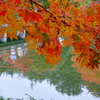 紅葉